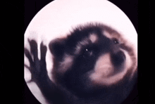 a close up of a raccoon 's face in a white circle