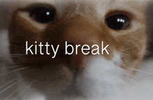 a close up of a cat 's face with the words " kitty break " below it