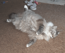 a fluffy cat is laying on its back on a carpet