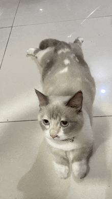 a cat laying on its back on a tiled floor