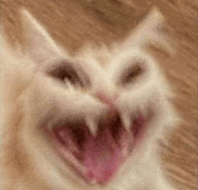 a close up of a white cat with its mouth open .