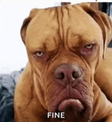 a brown dog with a very angry look on its face is laying on a bed .