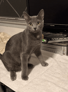 a gray cat is sitting on a blanket in front of a toshiba tv