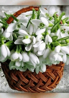 a wicker basket filled with white snowdrop flowers .