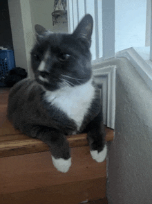 a gray and white cat is laying on a wooden staircase next to a window