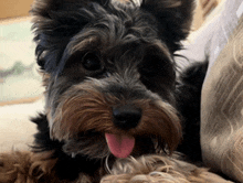 a small dog with its tongue out is laying on a bed