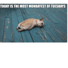 a dog laying on a blue wooden deck with the words today is the most mondayest of tuesdays above it