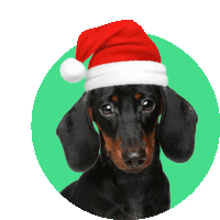 a dachshund wearing a red santa hat on a green background