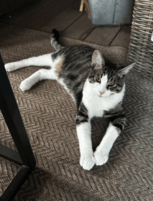 a cat laying on its back on a rug