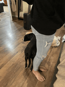 a person standing next to a black dog with white paws