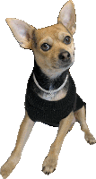 a small brown dog wearing a black sweater