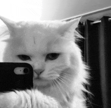 a white cat is taking a selfie with a black phone