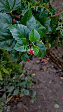 a plant with green leaves and red buds on it