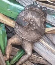 a frog is sitting on a pile of leaves and branches .