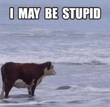 a cow is standing in the ocean with the words `` i may be stupid '' .