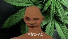 a man with a bald head is standing in front of a marijuana plant with the words afro-ac written on his face .