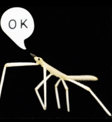 a stick insect with a speech bubble that says ok above it