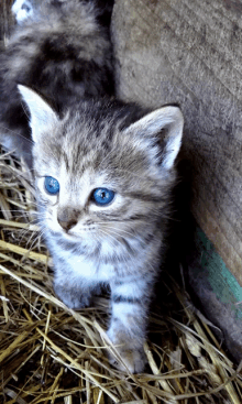 a small kitten with blue eyes is standing in a pile of hay