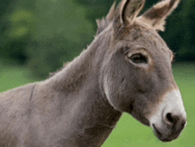 a donkey standing in a grassy field with trees in the background .