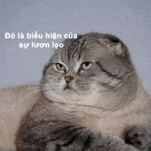 a cat is laying down and looking at the camera with a caption in vietnamese .