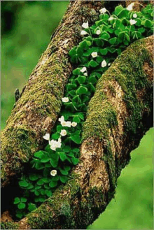 a tree trunk filled with moss and flowers