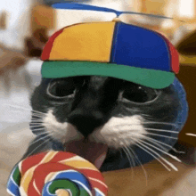 a cat wearing a colorful hat is eating a colorful lollipop