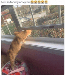 a picture of a cat looking out a window with the caption he is so fucking nosey bru