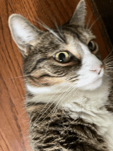 a close up of a cat 's face on a wooden surface