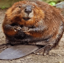 a close up of a beaver sitting on a log .