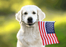 a dog holds an american flag in its mouth