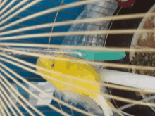 a yellow bird is sitting in a cage with a green item in the background