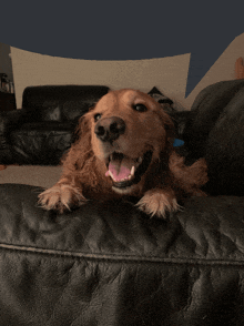 a brown dog laying on a black leather couch