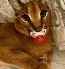 a brown cat with a pacifier in its mouth