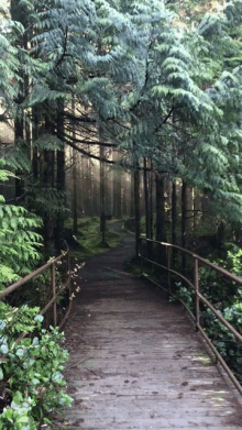 a wooden bridge in the middle of a forest with trees surrounding it