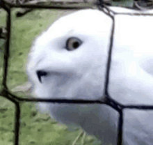 a white owl is sitting in a cage behind a fence and looking at the camera .