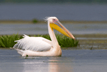 a white pelican with a yellow beak is floating in the water