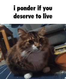 a picture of a cat with the words i ponder if you deserve to live below it