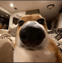 a close up of a dog 's nose looking at the camera in a living room .