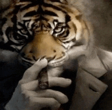 a person with a tiger 's head on their face smoking a cigar