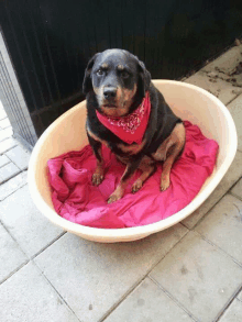 a dog wearing a red bandana sits in a bowl on a pink blanket