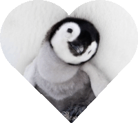 a black and white penguin is in a heart shape