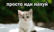 a small white kitten is sitting on a white surface with a foreign language written on it .