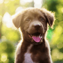 a close up of a puppy with its pink tongue out