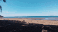 a beach with a palm tree in the foreground and a body of water in the background