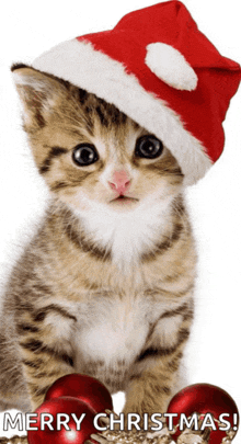 a kitten wearing a santa hat with the words merry christmas written below it