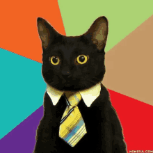 a black cat is wearing a tie and collar