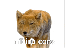 a picture of a coyote with the word nibiru core written on it