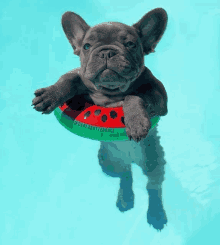 a french bulldog puppy is floating in a watermelon float in a pool .