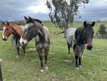 three horses wearing blankets are standing in a field