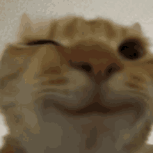 a close up of a cat 's face with a blurred background